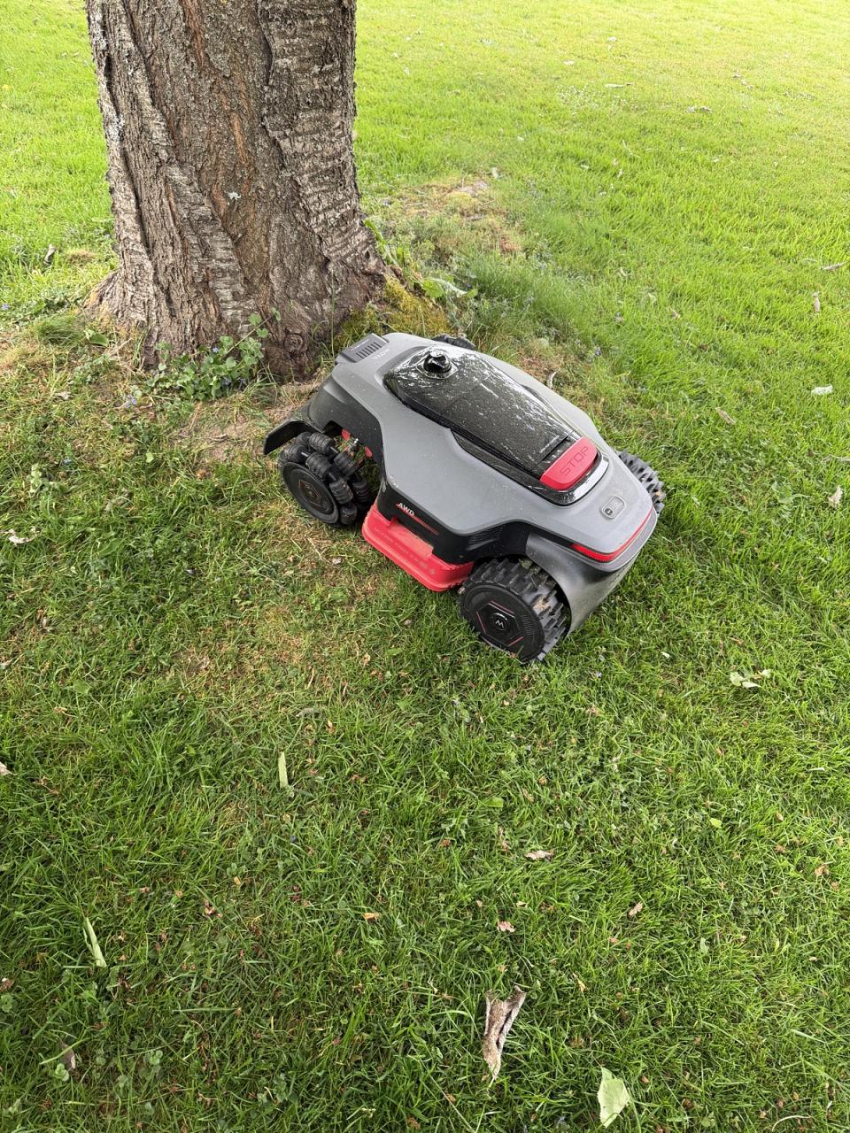 Il franchit les racines de mon cerisier sans peine