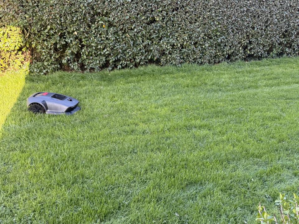 Premièe tonte avec herbe haute. Il y arrive